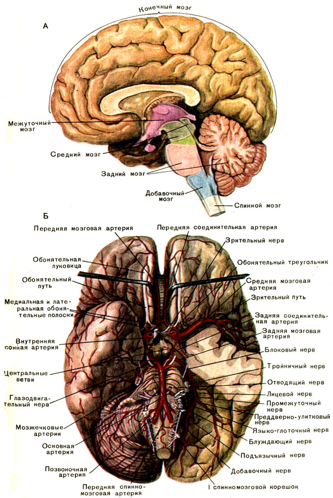 Головной мозг строение рисунок. Анатомия головного мозга атлас. Сагиттальный разрез головного мозга анатомия атлас. Головной мозг структура строение. Основные отделы головного мозга на продольном срезе.