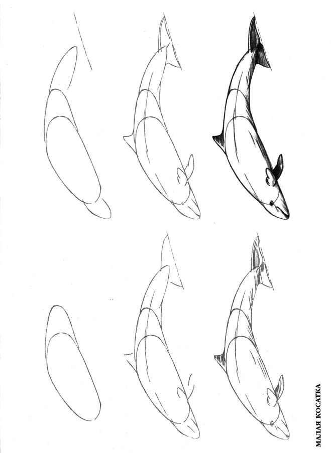 Как рисовать касатку