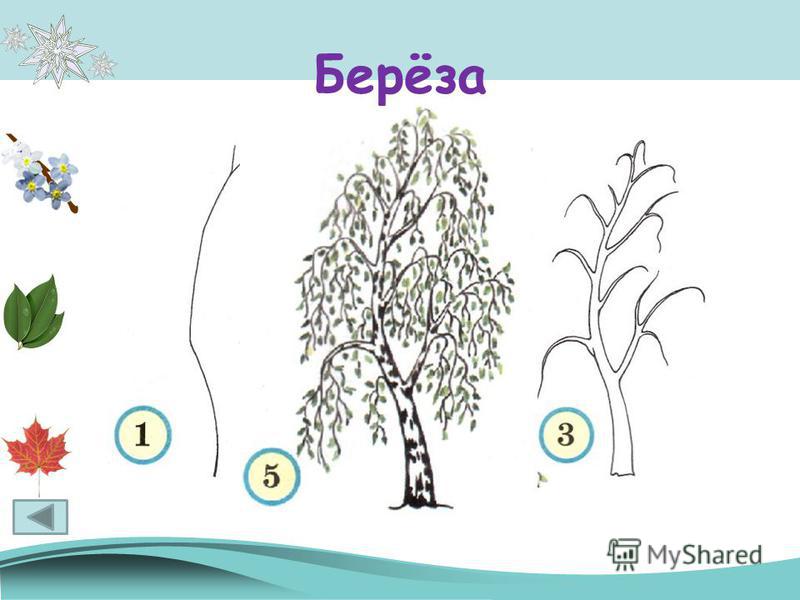 Нарисовать березу 2 класс. Берёза поэтапное рисование. Схема рисования березы для детей. Поэтапное рисование берёзы в старшей группе. Береза схематический рисунок.