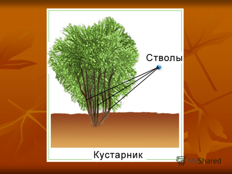 Каково строение кустарника. Строение кустарника. Строение кустарника для детей. Кустарник схематический. Кустарники структура.