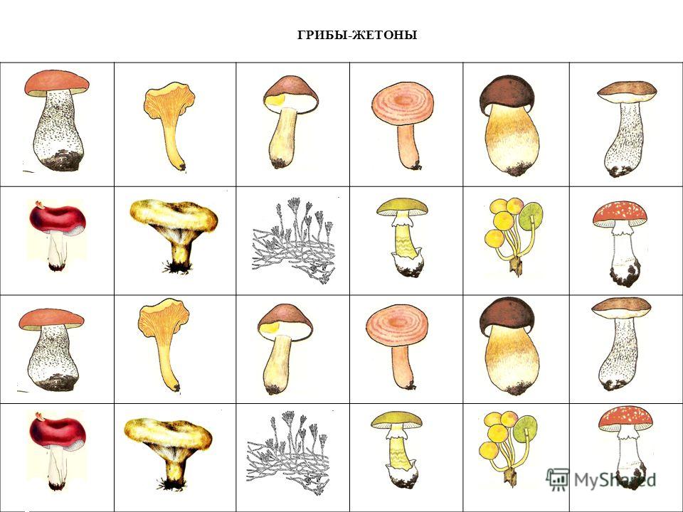 Отметь рисунки на которых представлены съедобные грибы