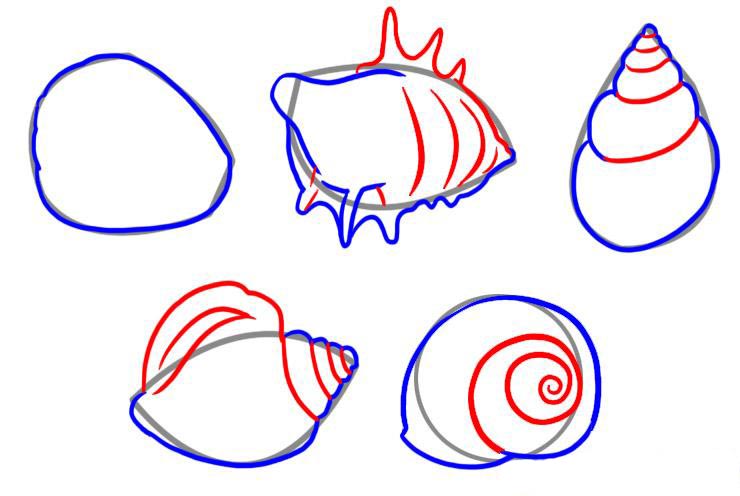 Как нарисовать ракушку легко и быстро