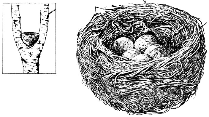 Гнездо рисунок на ветке