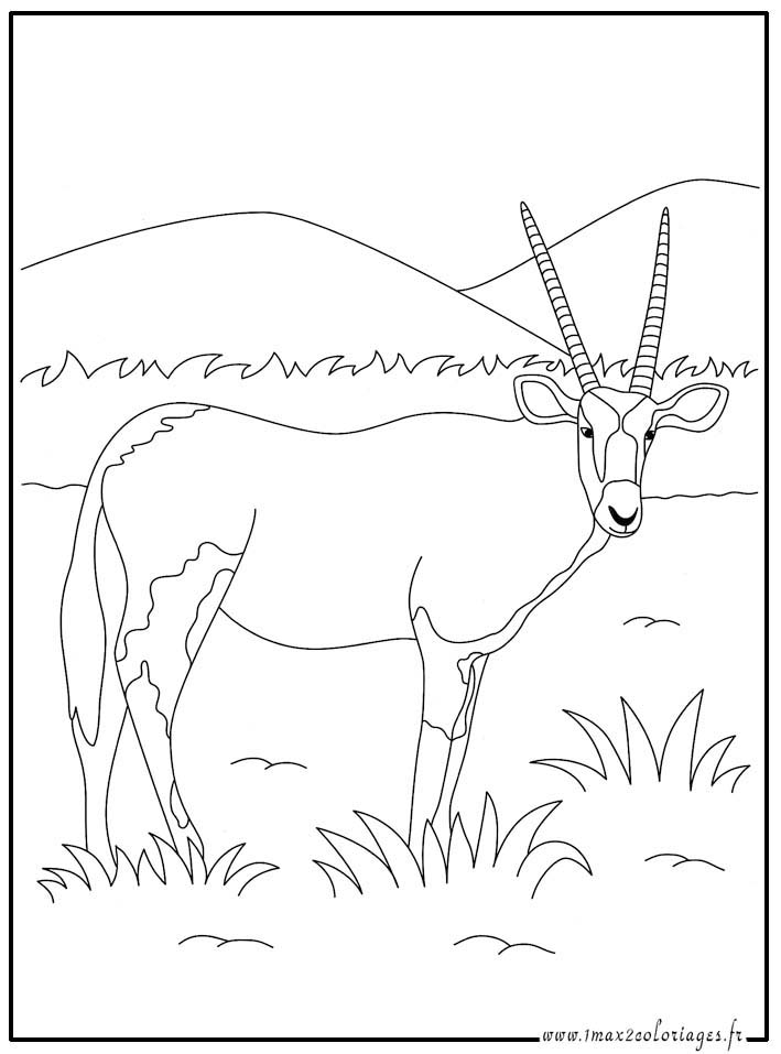 antilope coloriage