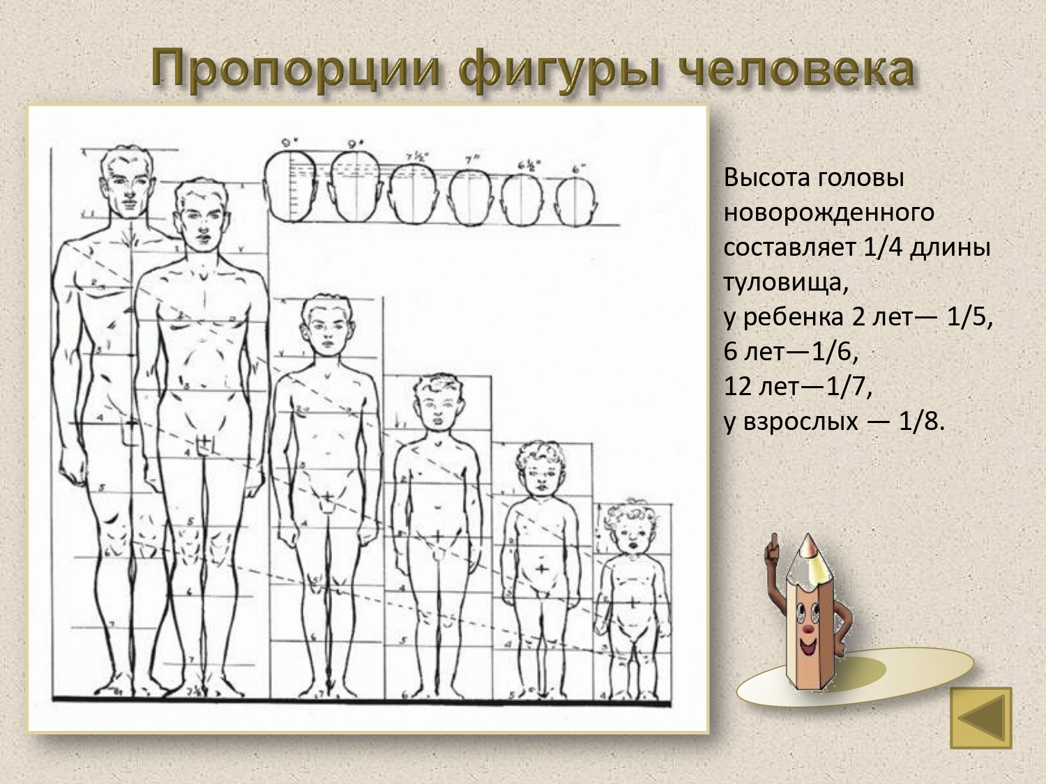 Человек 1 лет. Эндрю Лумис пропорции человека. Пропорции фигуры человека. Пропорции головы и тела человека. Пропорции человеческой фигуры.