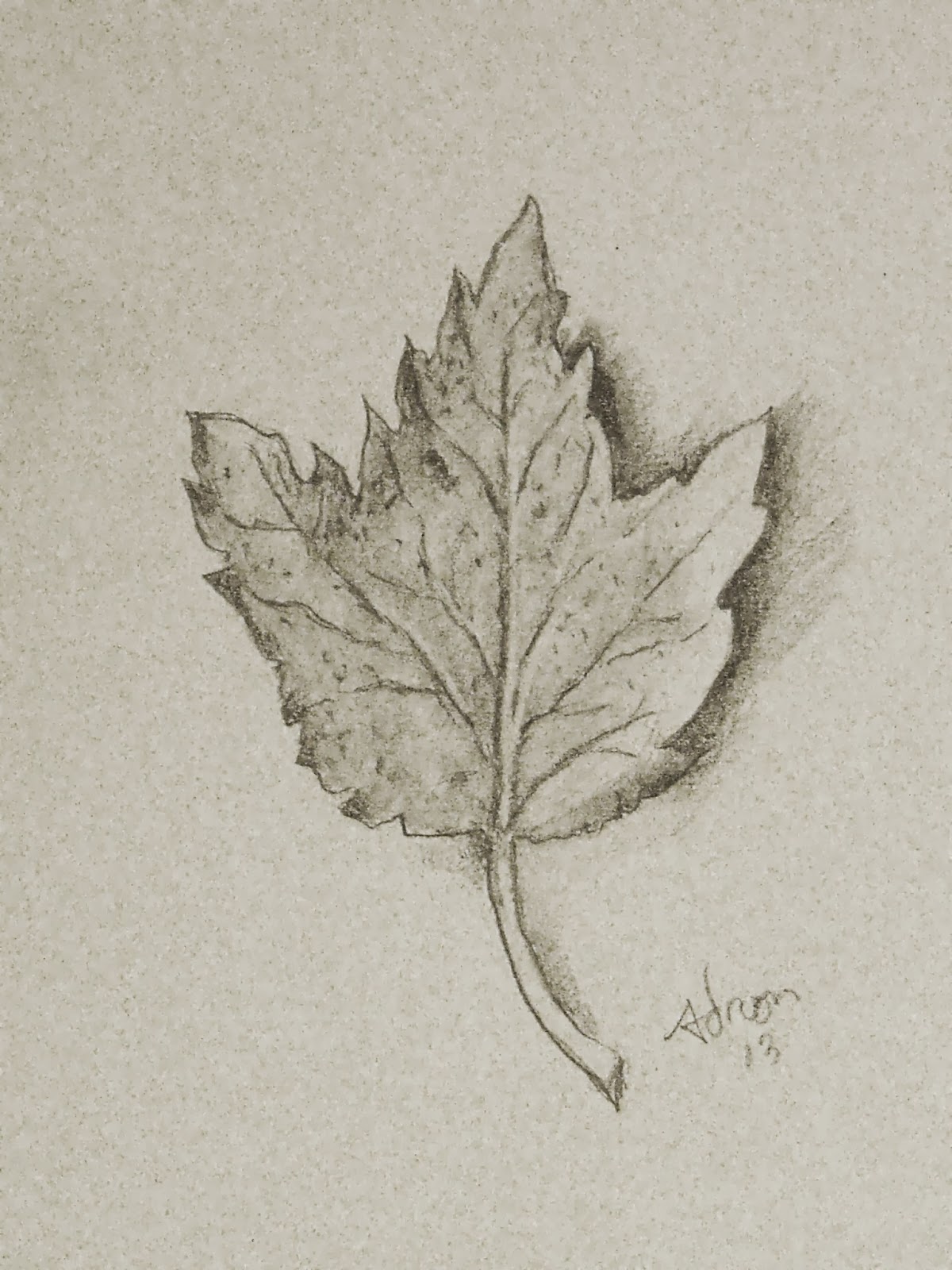 Картинка лист карандашом. Листья карандашом. Зарисовки листьев. Зарисовки листьев деревьев. Рисунок листьев карандашом.