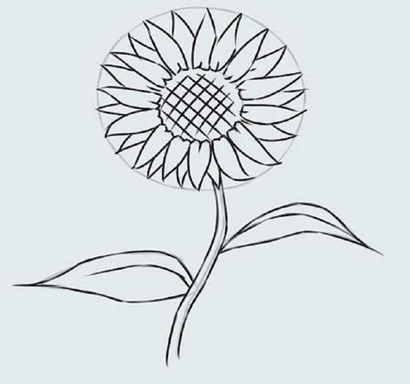 Как нарисовать подсолнух. Подсолнух svg. Sunflower шайба. Sunflower Звездочка. Sunflower vector svg.