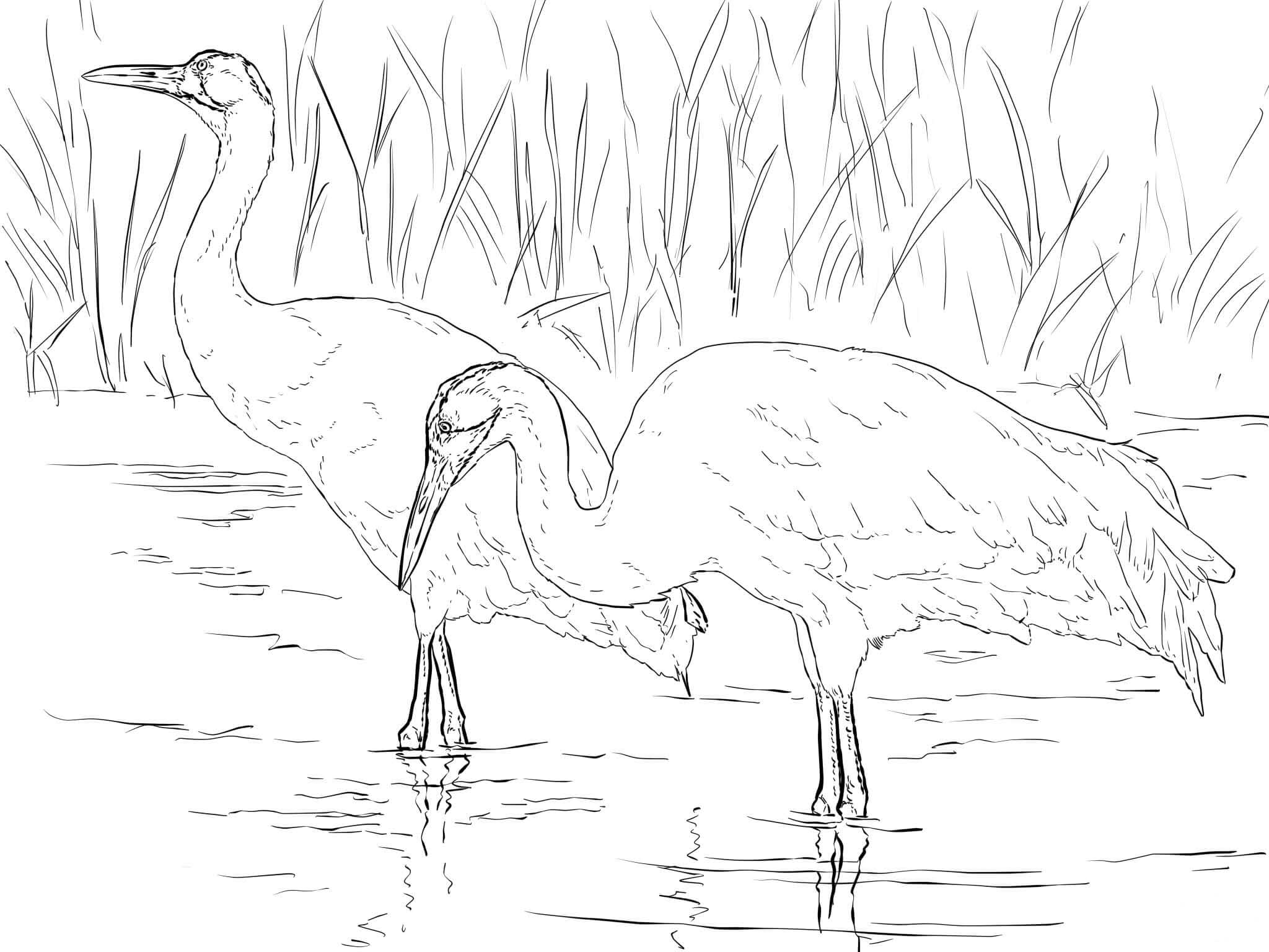 two whooping cranes coloring page
