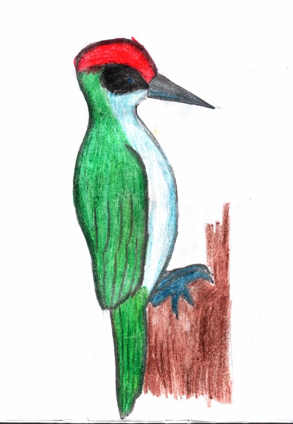 woodpecker