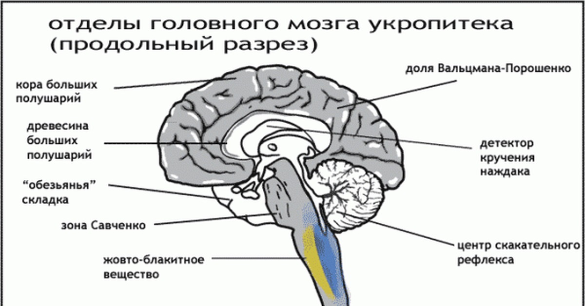 Рассмотрите рисунок с изображением мозга человека какая доля мозга окрашена голубым