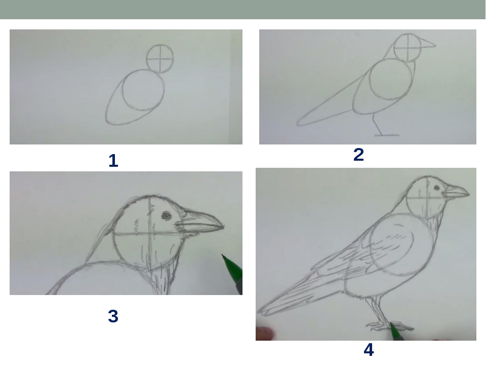 Уроки рисования урок 3. Поэтапное рисование ворона. Поэтапное рисование вороны. Поэтапное рисование Грача для детей. Как нарисовать ворону поэтапно.