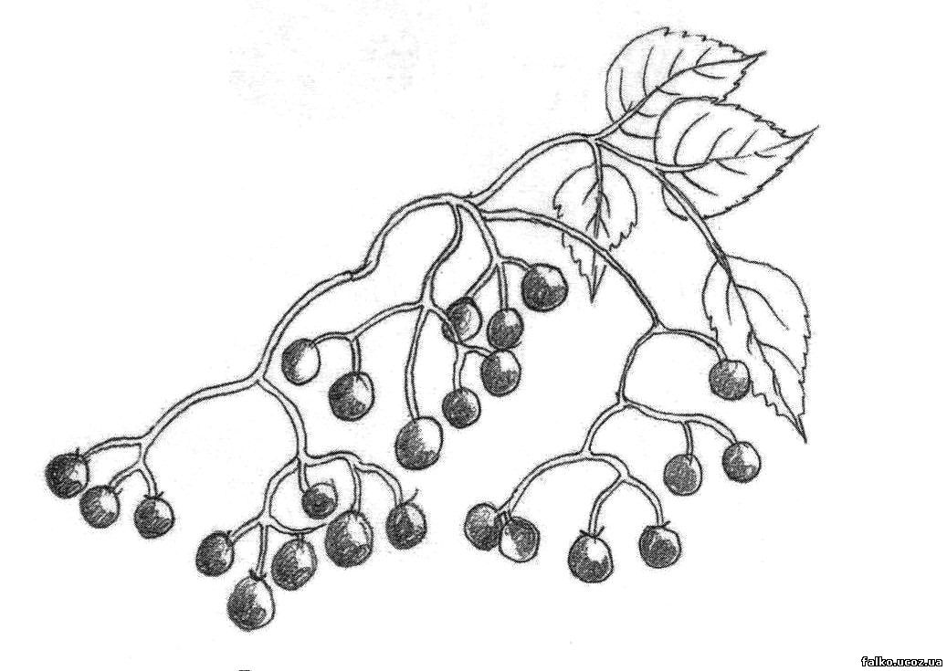 Явор и калина. Гроздь рябины раскраска. Рябина карандашом. Бузина черная раскраска. Бузина раскраска для детей.