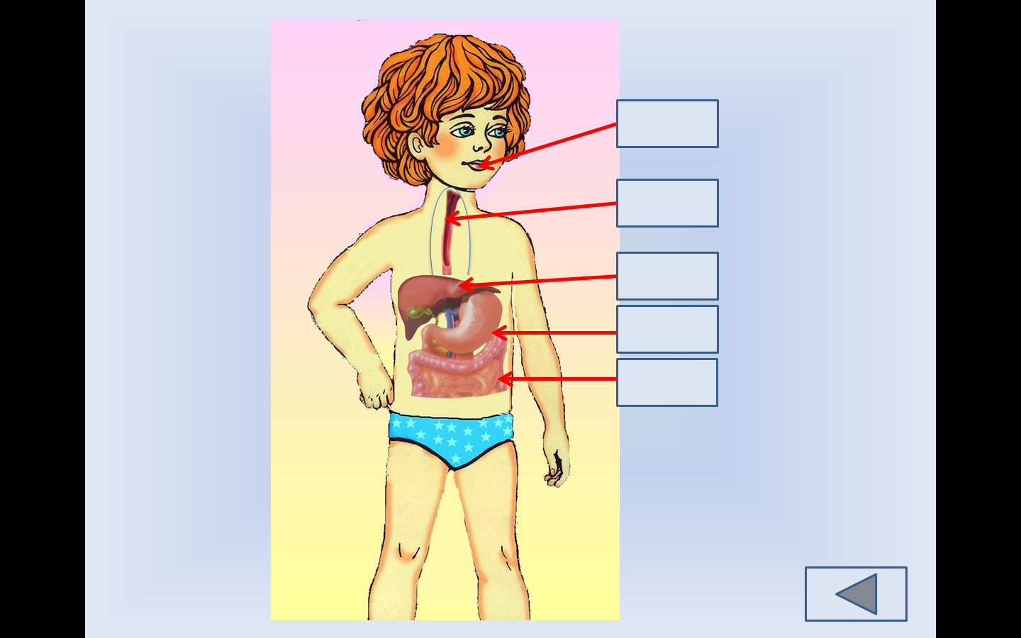 Тело человека система пищеварительная для детей