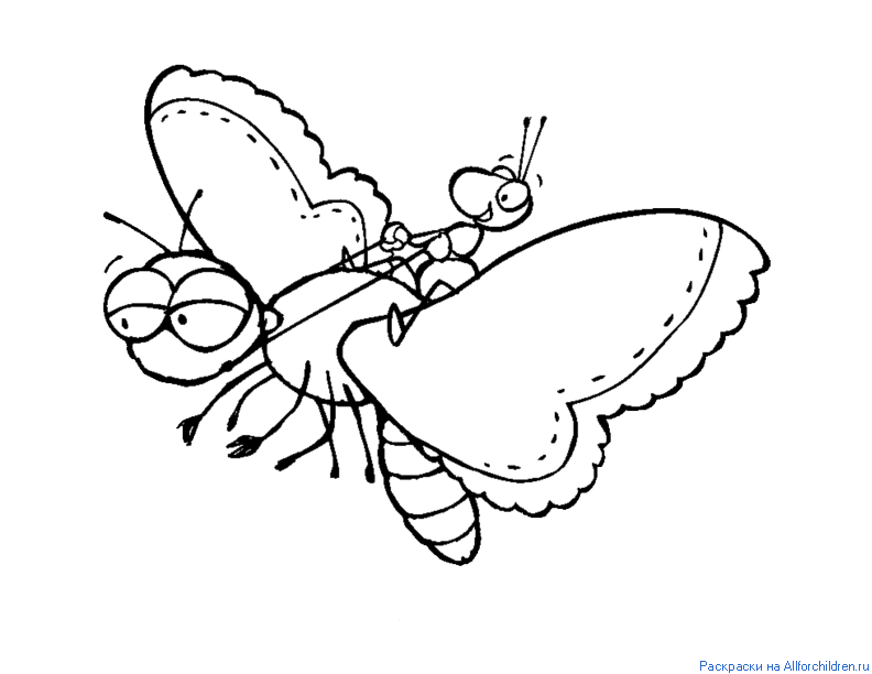 insect29