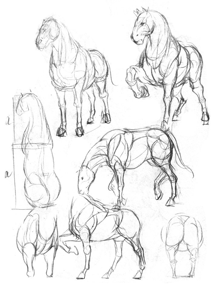 399466f0a058bd9ab1b7d8e095797a28 draw animals animal anatomy