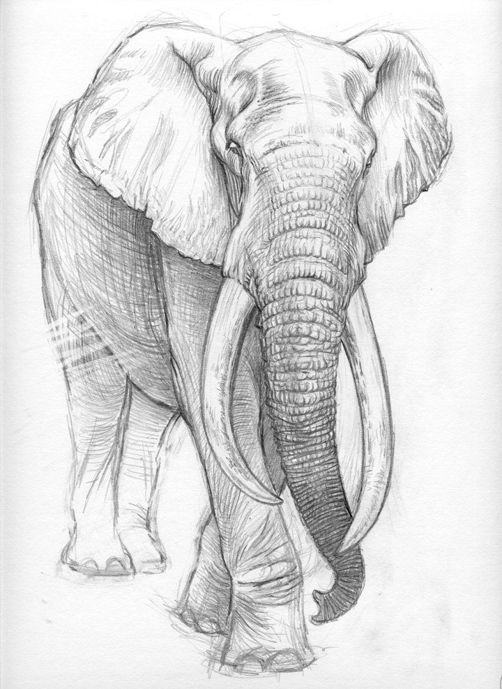 8f57d3d4551c160c0833ed2ce746c6f7 elephant sketch nature sketch