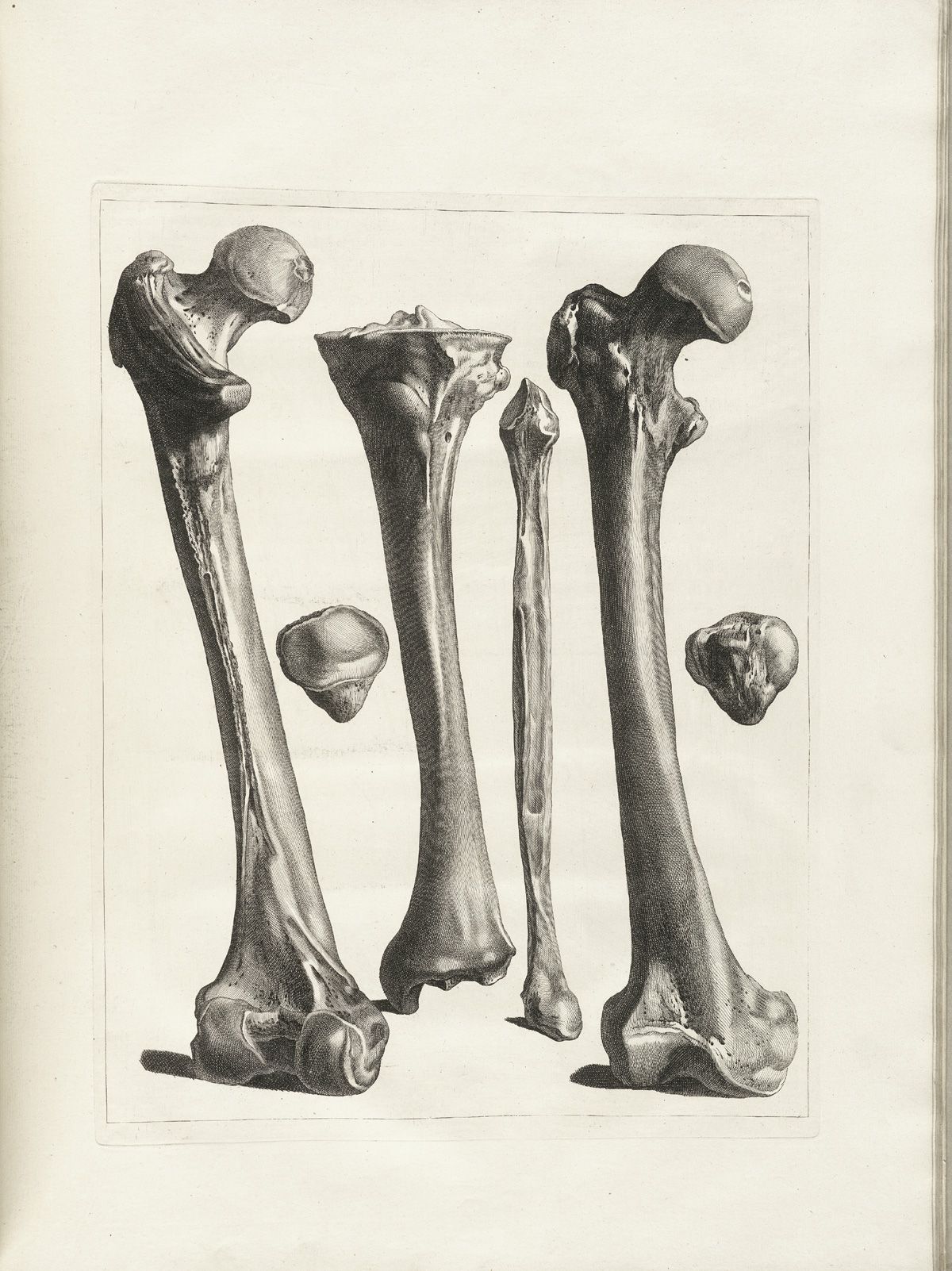 Bone art. Бедренная кость анатомия. Человеческие кости. Бедренная кость анатомия животных.
