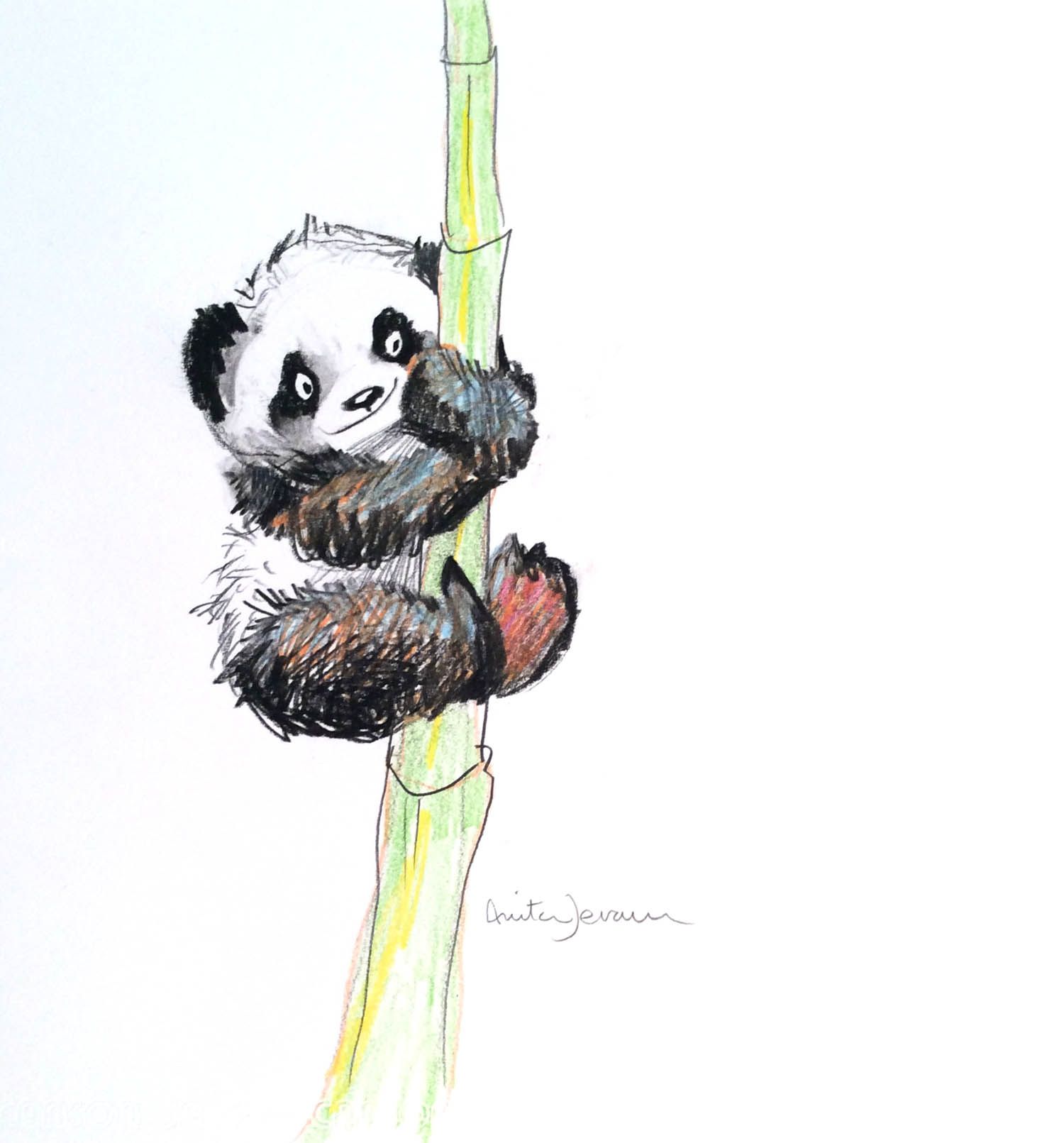 Панда с бамбуком рисунок карандашом