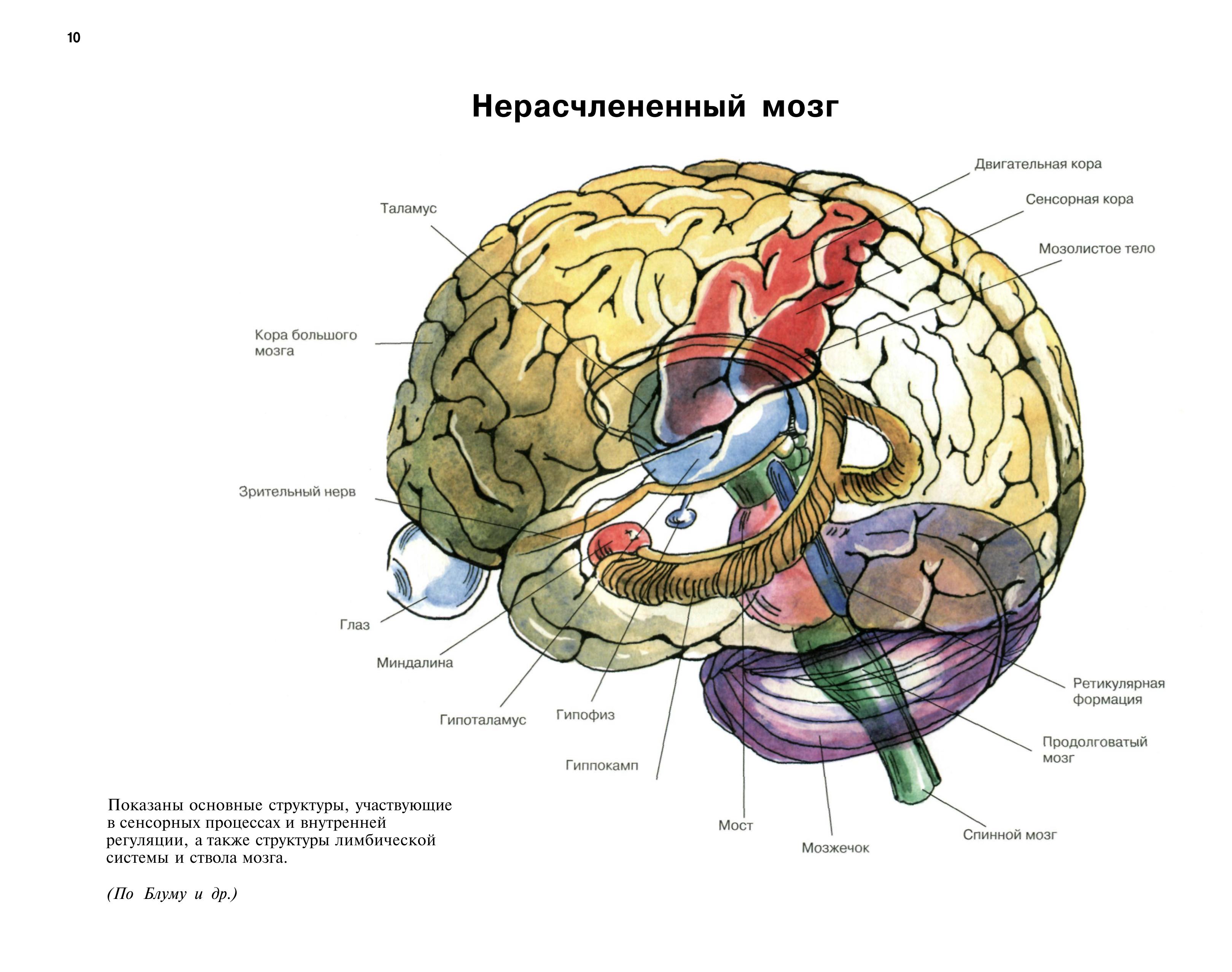 Рассмотрите рисунок с изображением мозга человека какая доля мозга окрашена голубым