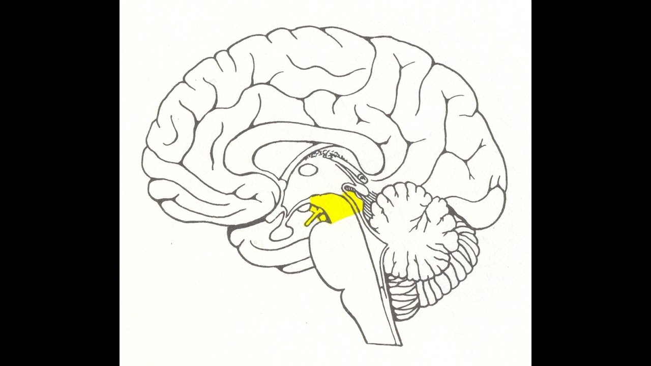 Мозг без подписей. Анатомия головного мозга средний мозг. Головной мозг строение средний мозг. Строение головного мозга рисунок легкий. Средний мозг рисунок анатомия.