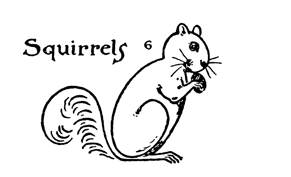 How to draw a Squirrel step by step Easy squirrel drawing 11