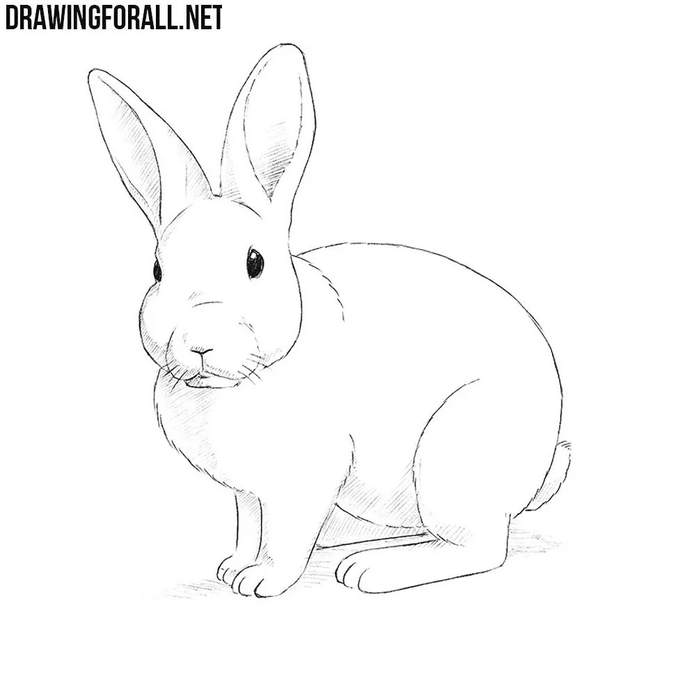 How to draw a rabbit