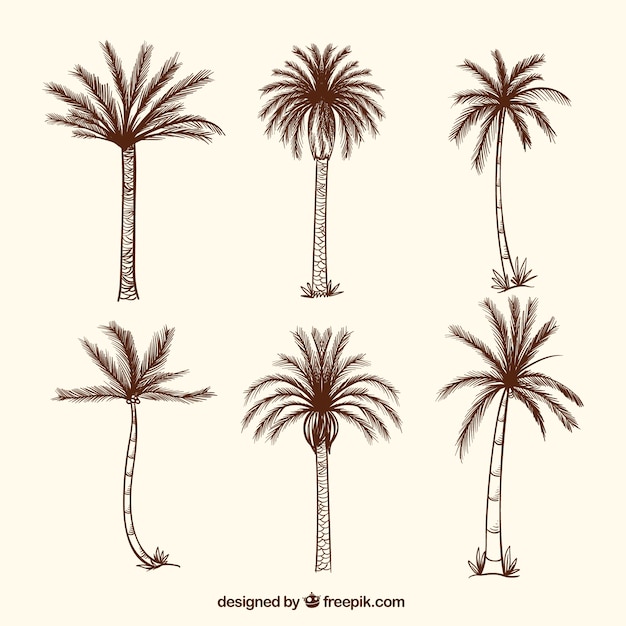 collection of hand drawn palm trees 23 2147622513