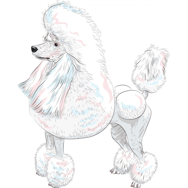 dog white grand poodle breed standing 218319 1080