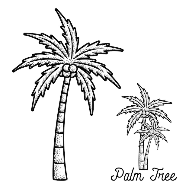 hand drawn palm tree 96038 53