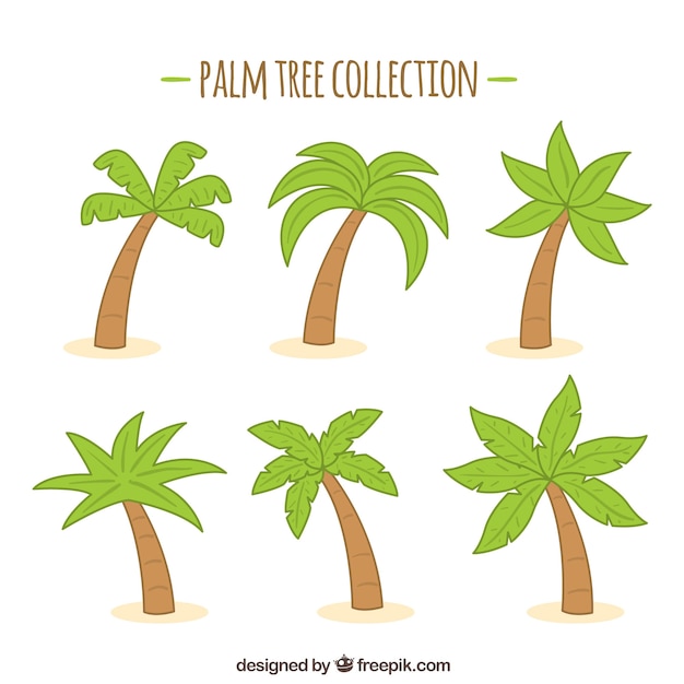 pack hand drawn palm trees 23 2147620061