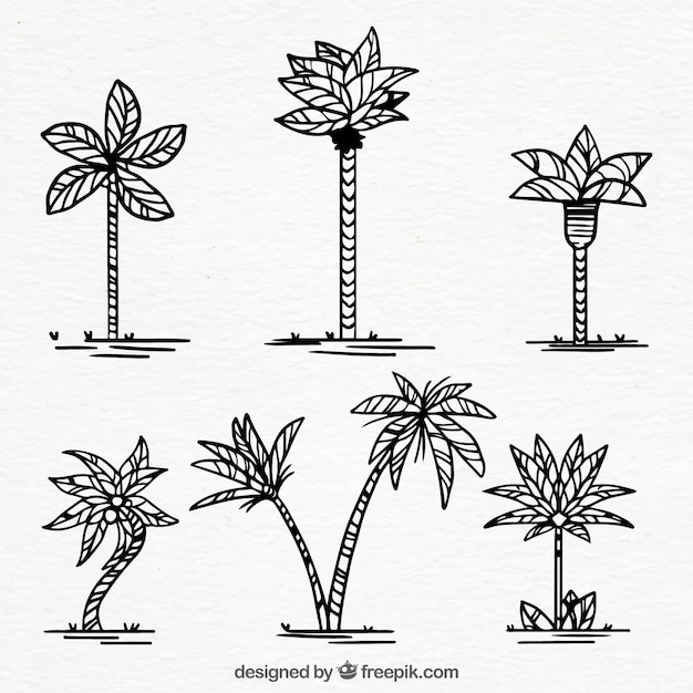 set hand drawn palm trees 23 2147618498