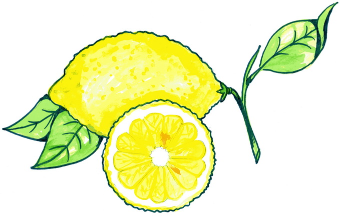 Как нарисовать лимон в разрезе