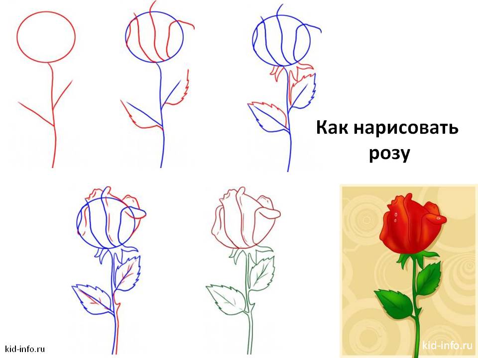 Как нарисовать поэтапно цветок paint