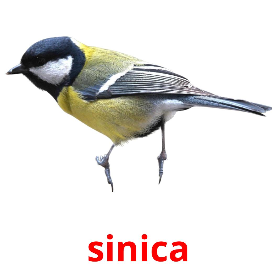 sinica