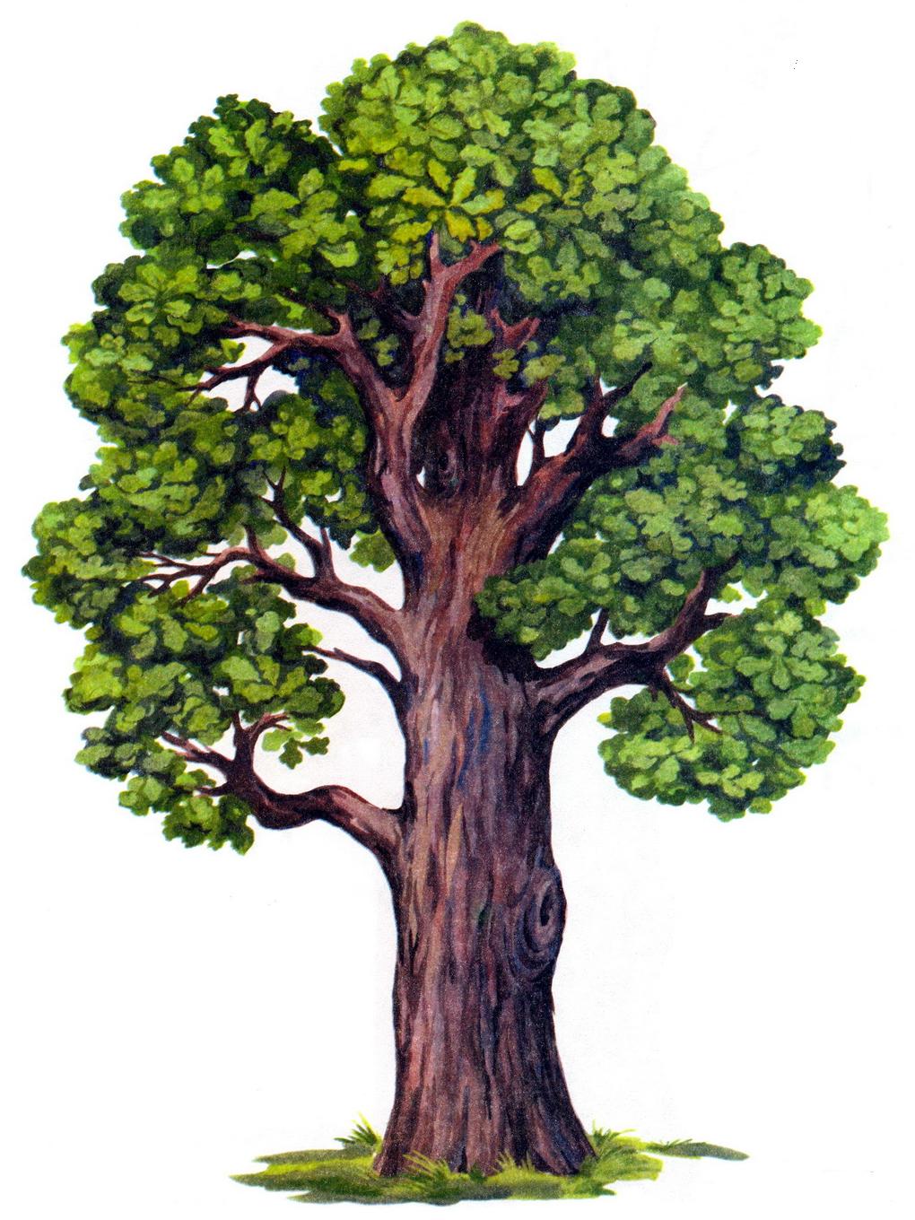 Ветка дерева картинка на прозрачном фоне