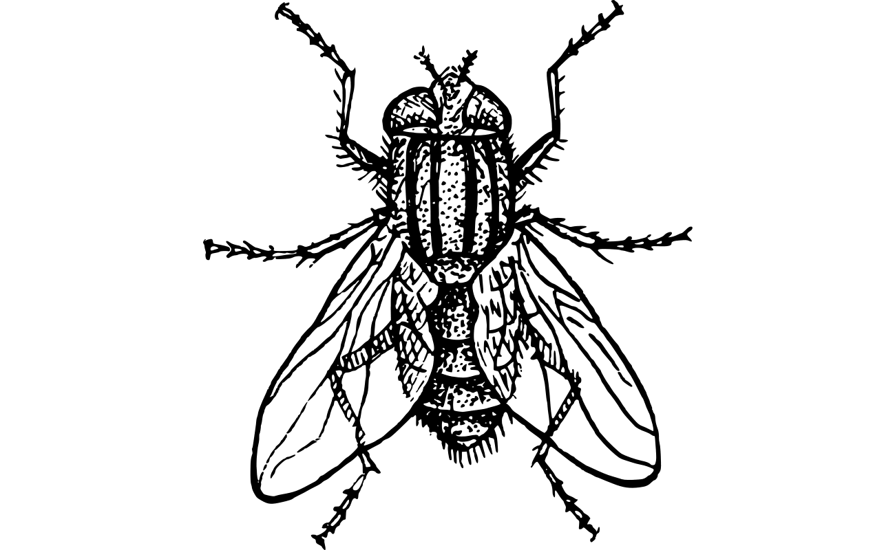 Рисунок мухи детский