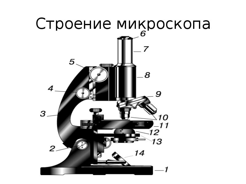 Электронный микроскоп картинка с подписями