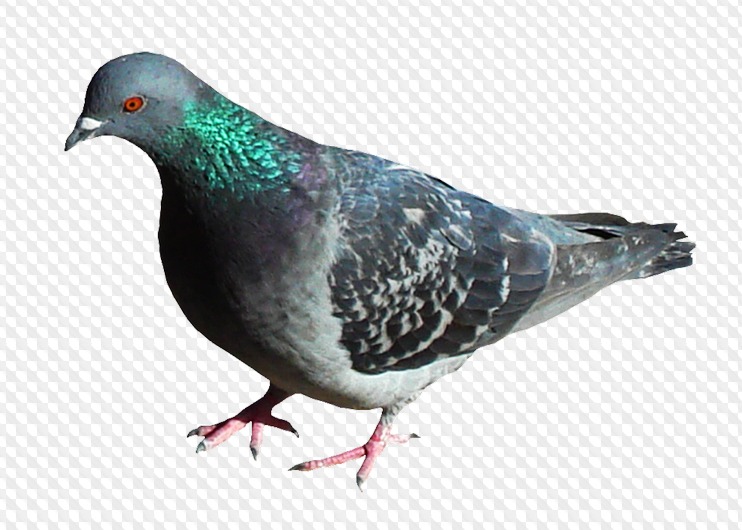 1555481046 pigeon 22