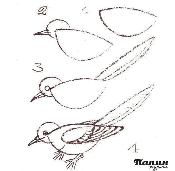 Как рисовать птичку поэтапно