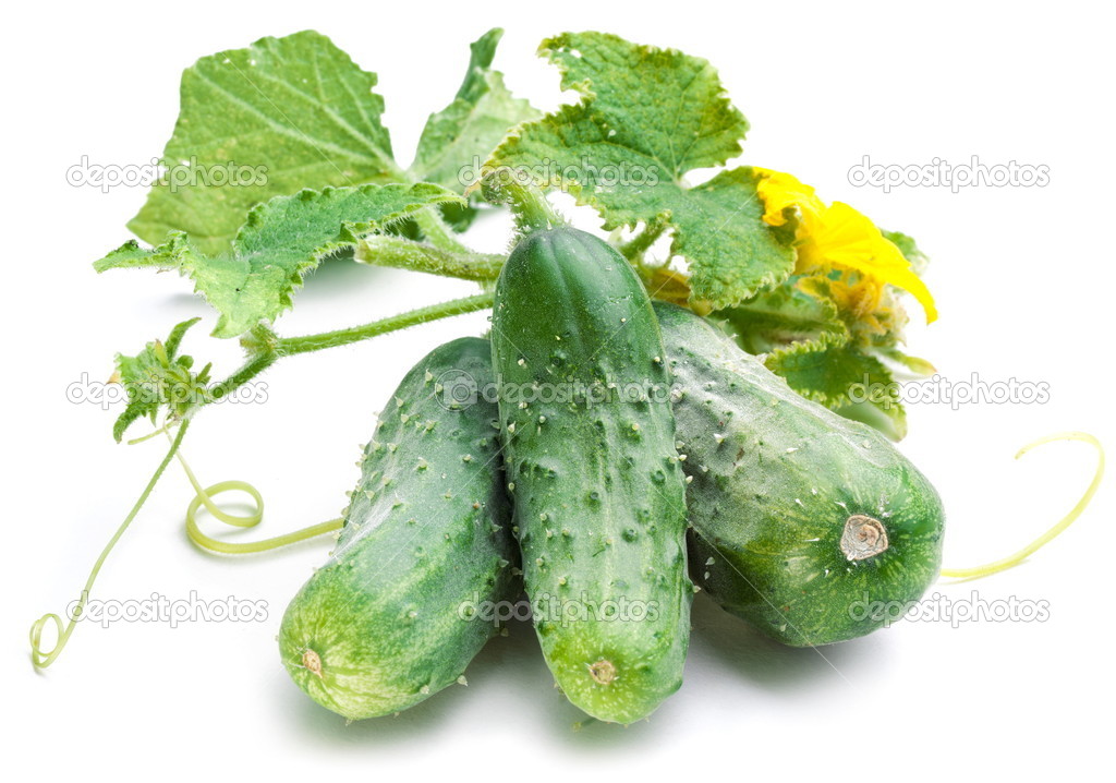 depositphotos 14480827 stock photo cucumbers with leaves