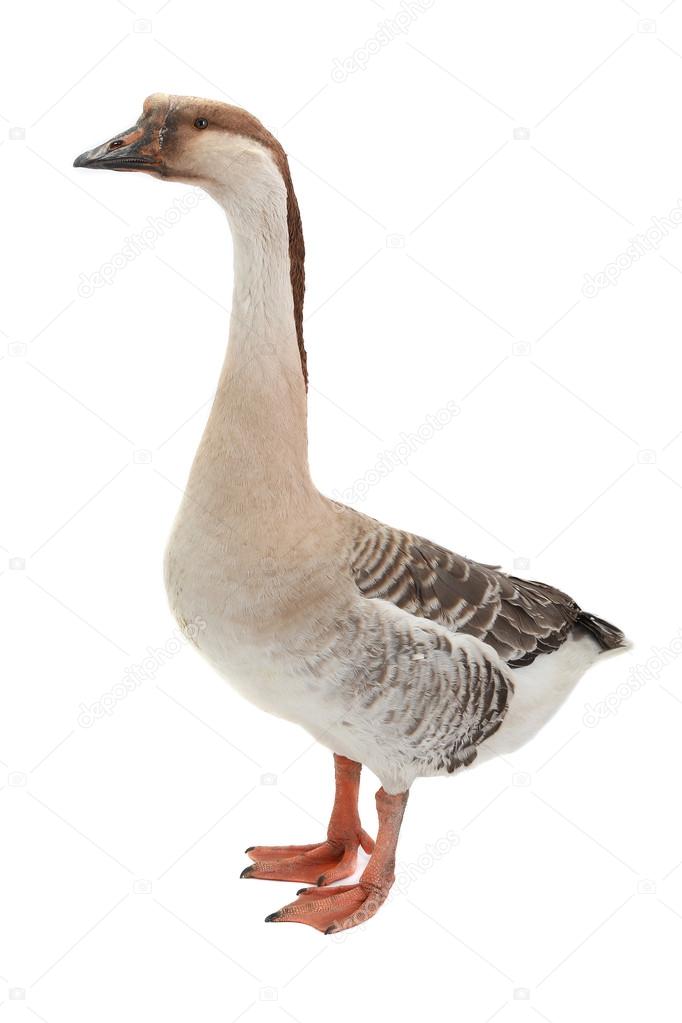 depositphotos 19222597 stock photo goose