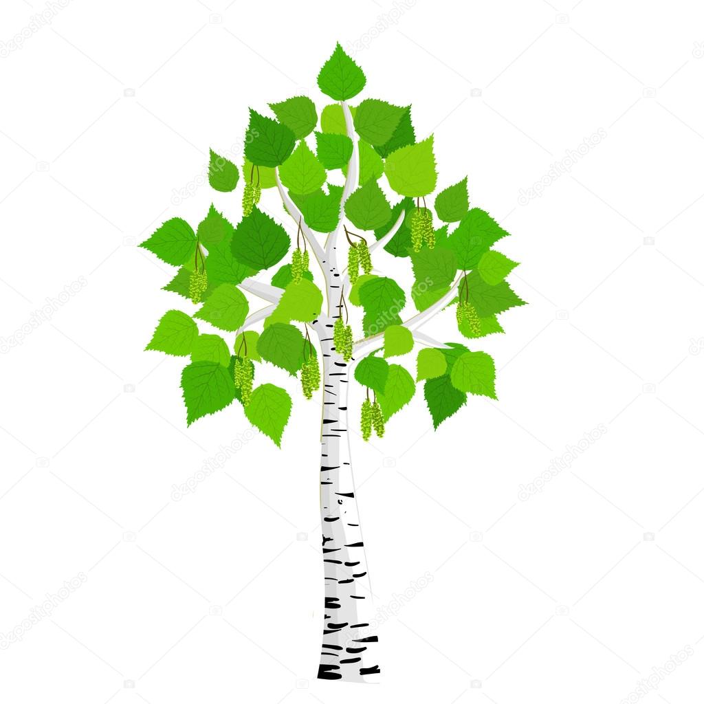 depositphotos 22554449 stock illustration vector birch tree