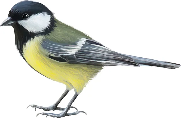 depositphotos 37554855 stock illustration great tit