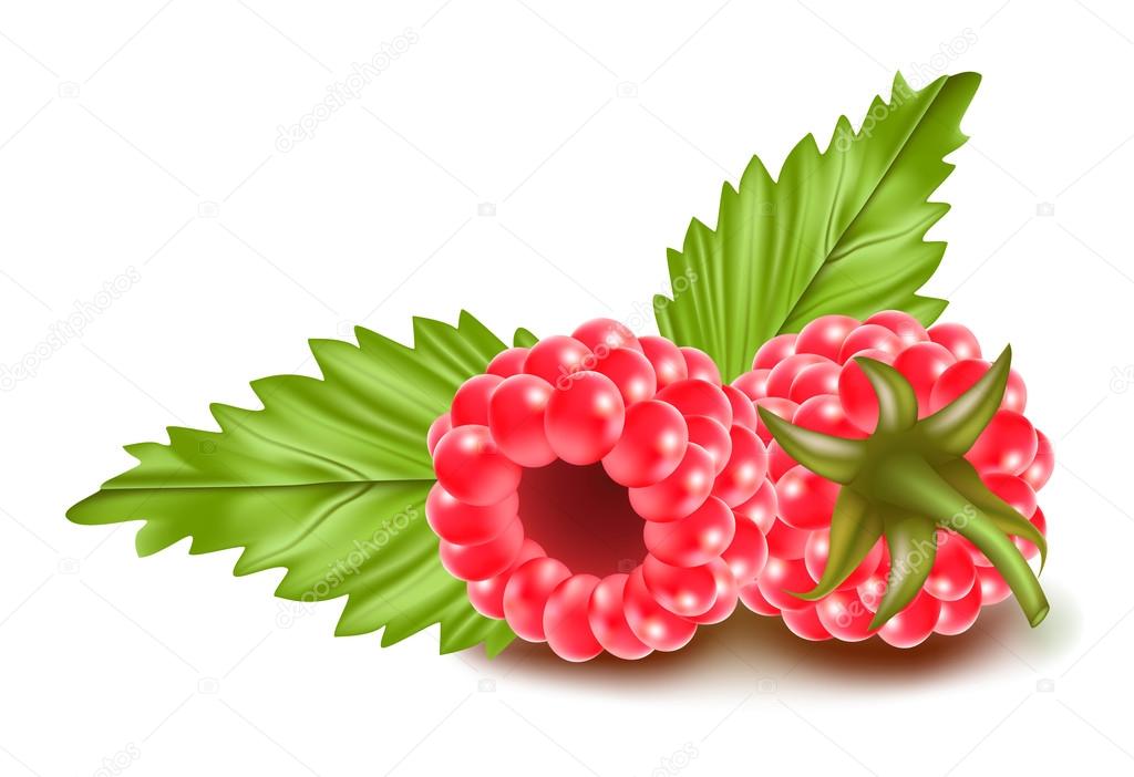 depositphotos 33521273 stock illustration raspberries with leaves