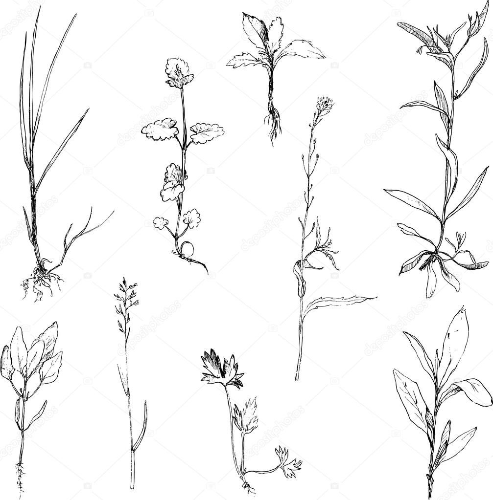 depositphotos 74099891 stock illustration set of pencil drawing herbs