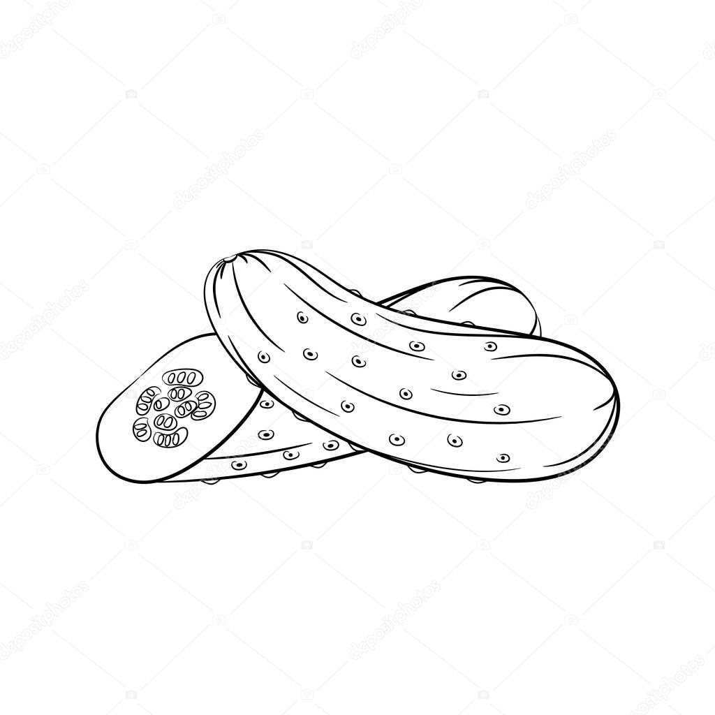 depositphotos 103969482 stock illustration hand drawn cucumber sketches on