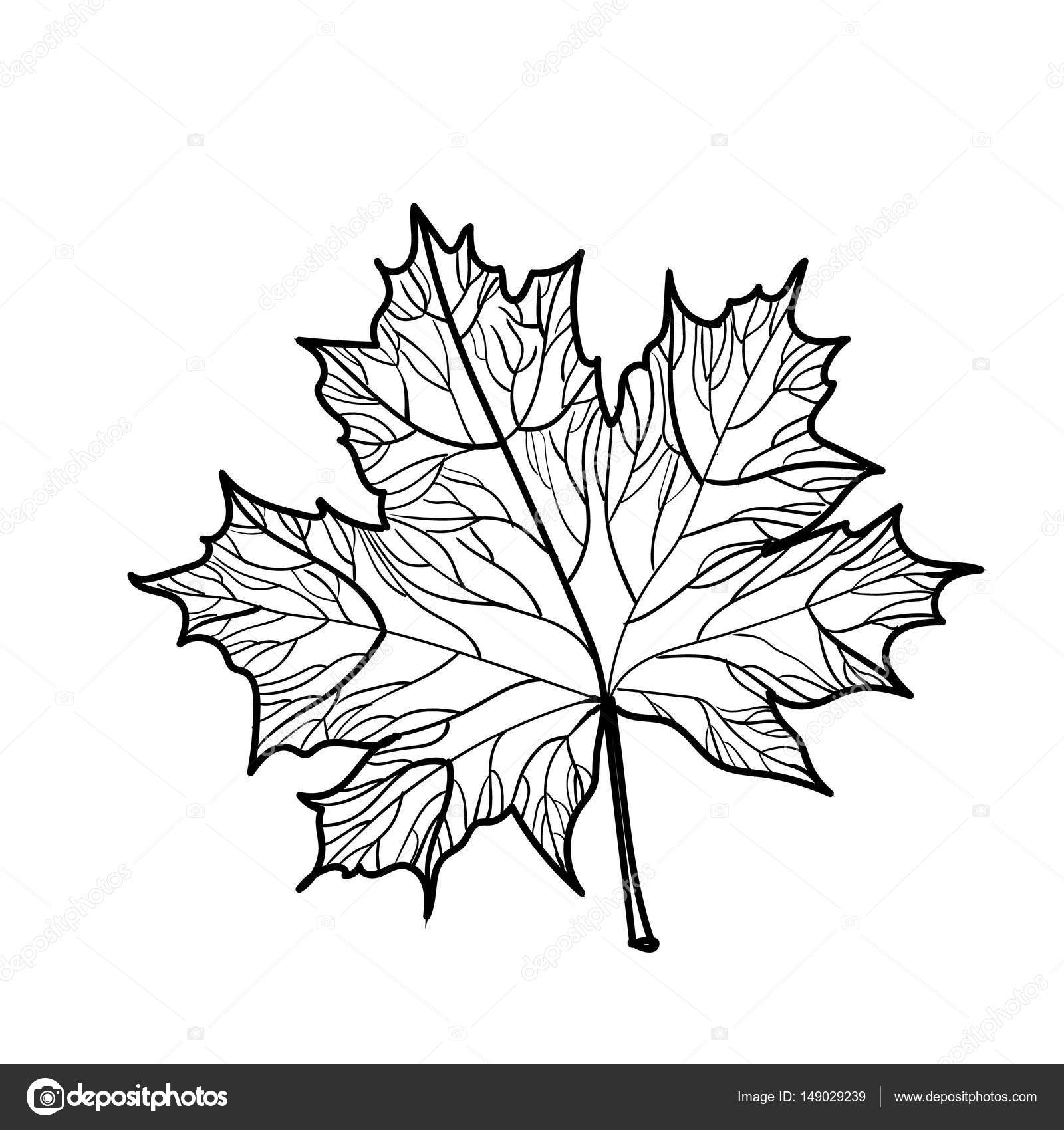 depositphotos 149029239 stock illustration hand drawn maple leaf isolated