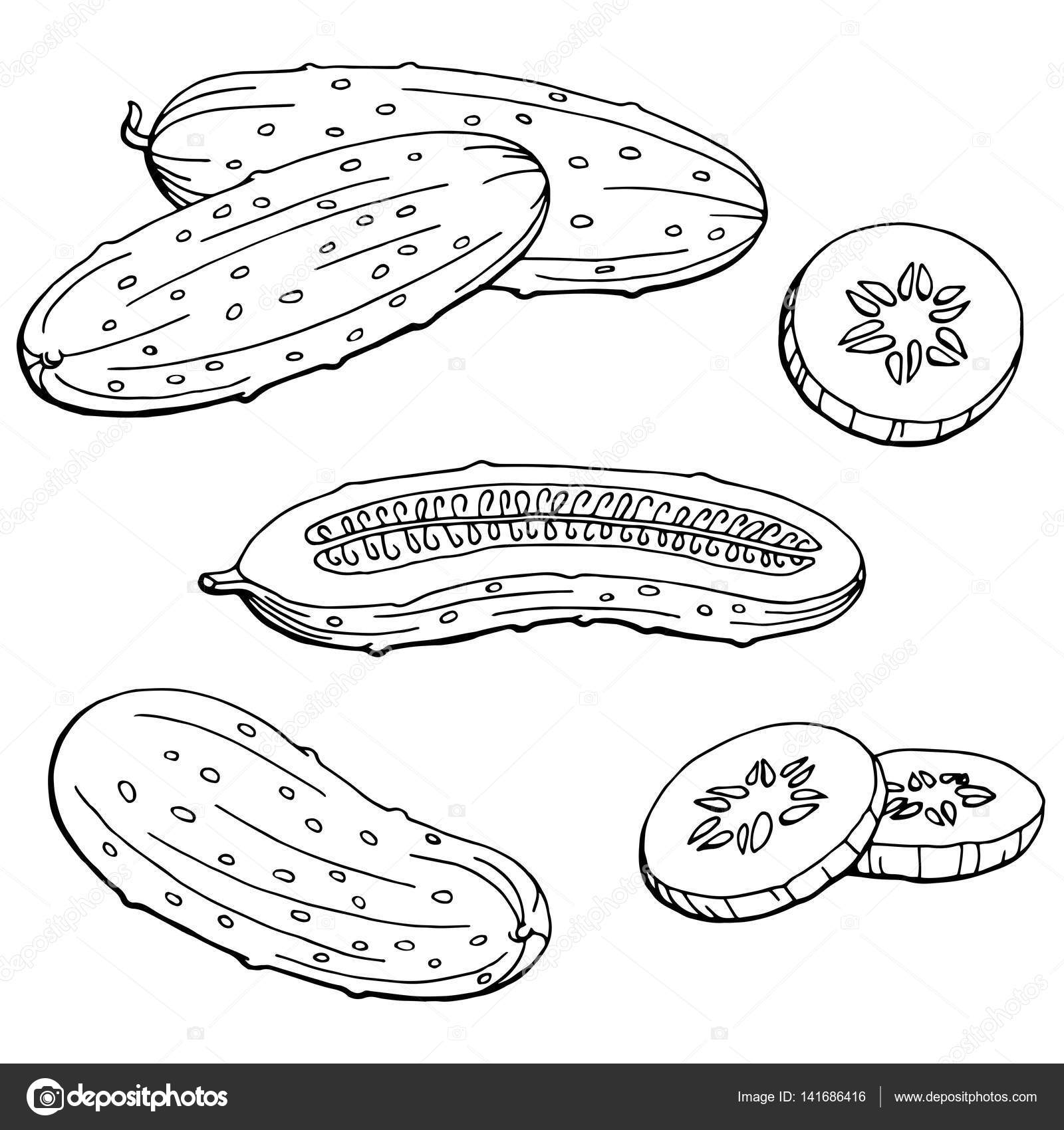 depositphotos 141686416 stock illustration cucumber graphic black white isolated