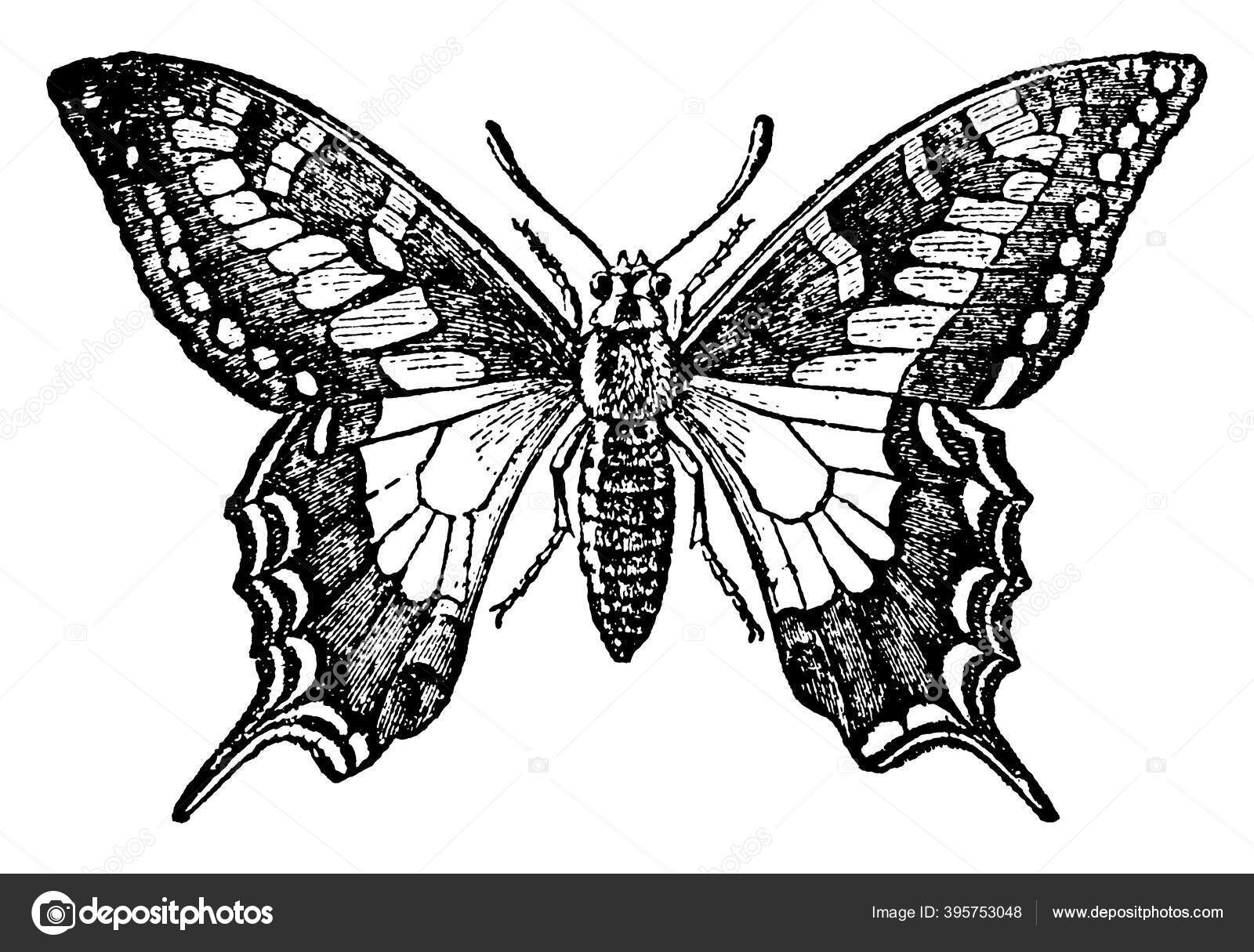 Графическое изображение бабочки