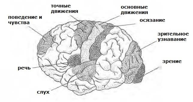 Основные зоны мозга